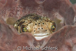 Balloonfish checking to see if the coast is clear before ... by Michael Schlenk 